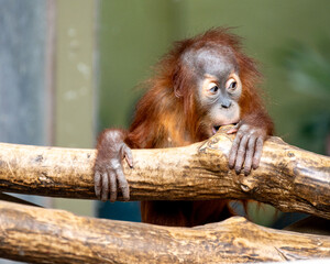 young orangutan © John