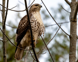 red tailed hawk