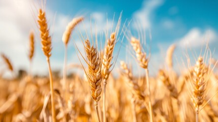 Fototapeta premium Golden wheat ears up close in a wheat field against a backdrop of blue sky and sparkling light