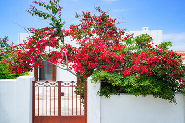 美しく鮮やかな花が咲き誇る家の門