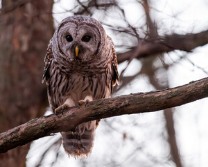 Barred owl