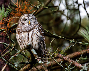 owl on branch