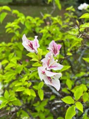 Blooming bougainvillea flowers surrounded by green leaves in the garden