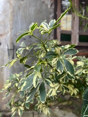 Close up leaves of Schefflera Arboricola in the garden