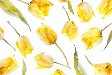 Top view yellow tulip seamless water color on white background.