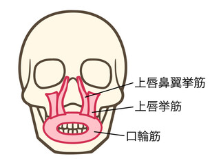 口輪筋、上唇挙筋、上唇鼻翼挙筋、表情筋