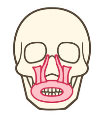 口輪筋、上唇挙筋、上唇鼻翼挙筋、表情筋