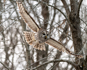 owl flying
