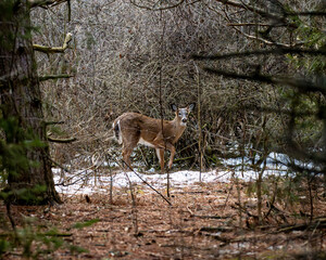 deer in the woods