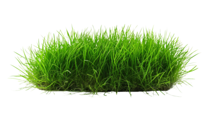 long grass on transparent background png