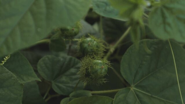 morel berry, golden berry, goose cape berry green leaf