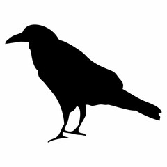 black silhouette of a crow