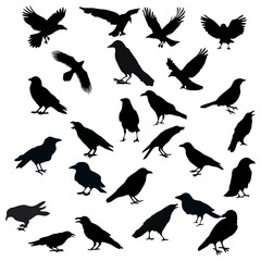 black silhouette of a crow