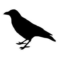 black silhouette of a crow
