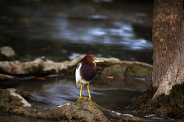 A bird on a pond