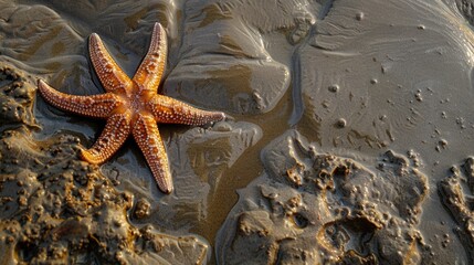 A starfish is resting on the sandy shore near the water, surrounded by terrestrial plants and animals. The natural landscape is peaceful, with the gesture of the starfish adding to the serene event