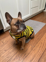 A cute French Bulldog wearing a bumble bee striped shirt sitting in the kitchen of a home.
