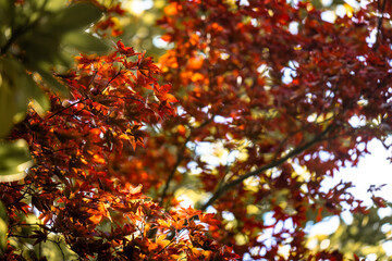 autumn leaves in the sun
