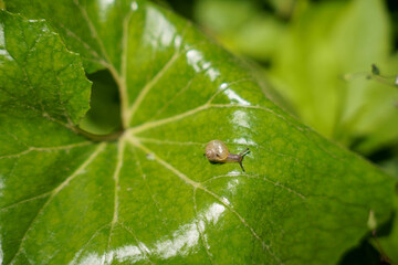 ツワブキの葉の上を這う小さなカタツムリ
