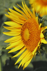 Naklejka premium close up of beautiful yellow color common sunflower (helianthus annuus) in bloom in the field in summer season, oil seed crops cultivation in india