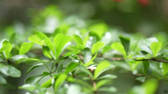 Close-up of several green leaves on a branch.