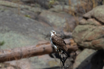 Osprey on Cliff