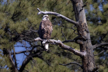 Juvenile Bald Eagle