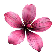 Fototapeta premium Beauty flower isolated on transparent background. PNG