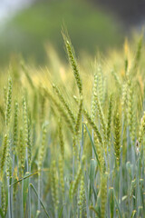 Fototapeta premium Green wheat field close up image, Green Wheat whistle, Wheat bran fields, agriculture, wheat field Pakistan, closeup of green cereal field