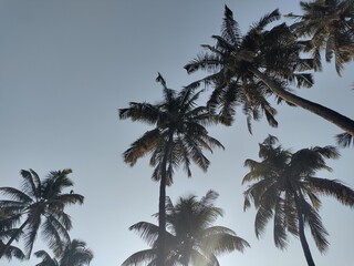 Coconut trees touching the sky. Silhouettes of some palm trees against blue sky at Rankala lake,...