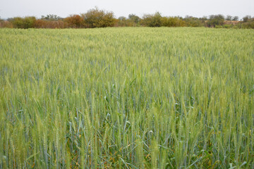 Green wheat field close up image, Green Wheat whistle, Wheat bran fields, agriculture, wheat field Pakistan, closeup of green cereal field