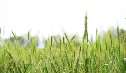 Green wheat field close up image, Green Wheat whistle, Wheat bran fields, agriculture, wheat field Pakistan, closeup of green cereal field