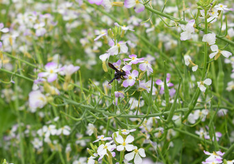 Radish Flower. small Radish blossom flowers. Closeup colorful radish flower with green leaves in the spring, spring blossom