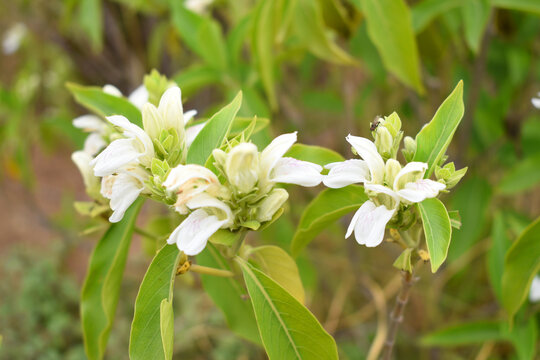 A green Plant of Justicia adhatoda vasica or malabar nut plant in selective focus and background blur, the white Justicia adhatoda blossom in spring, Chakwal, Punjab, Pakistan