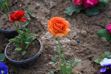 Beautiful orange ranunculus flower growing in an outdoor flower garden. ranunculus flower closeup, orange blooming flower