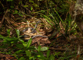 HillsboroughRiverStatePark_0017
