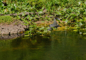 HillsboroughRiverStatePark_008