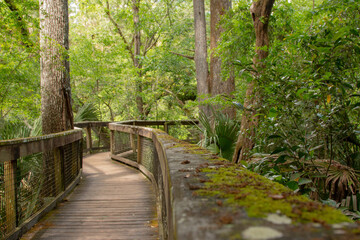 Fototapeta premium HillsboroughRiverStatePark_004