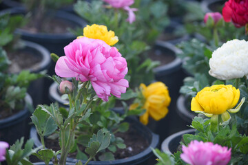 Beautiful pink ranunculus flower growing in an outdoor flower garden. ranunculus flower closeup,...