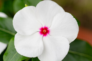 Obraz premium 日の丸のようなニチニチソウ