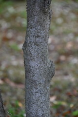 Michelia yunnanensis flowers. Magnoliaceae evergreen tree. Many fragrant white flowers bloom from April to May.