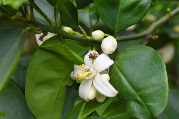 Blossoming orange tree, Valencia orange and orange blossoms, Spring harvest, closeup of Orange tree branches with flowers, buds and leaves, Chakwal, Punjab, Pakistan