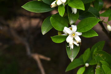 Blossoming orange tree, Valencia orange and orange blossoms, Spring harvest, closeup of Orange tree...