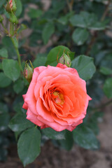 Beautiful red rose flower closeup in garden, A very beautiful rose flower bloomed on the rose tree, Rose flower, bloom flowers, Natural spring flower,  Nature © A Nature's clicks 