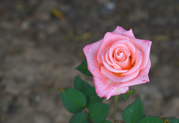 Beautiful pink rose flower closeup in garden, A very beautiful rose flower bloomed on the rose tree, Rose flower, bloom flowers, Natural spring flower,  Nature