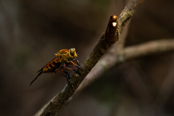 Black-stripped yellow robber fly or often called tiger robber fly in indonesia from the family...