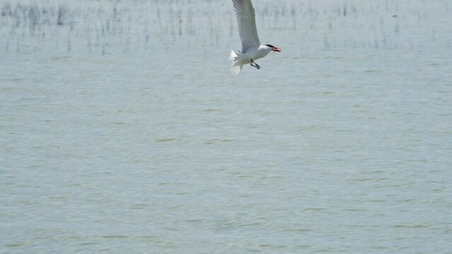 Tern flying down to grab fish on Utah Lake as it hunts.