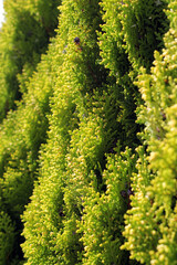 Fototapeta premium Close up of a dense foliage on a conifer pine tree
