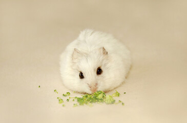 White Campbell's hamster eating broccoli