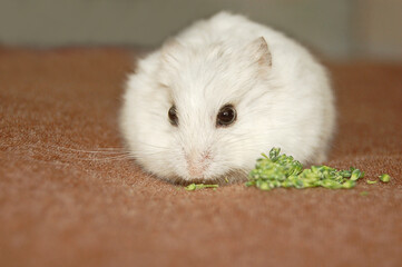 White Campbell's hamster eating broccoli